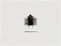 藏品(菲律賓圓金龜)的圖片